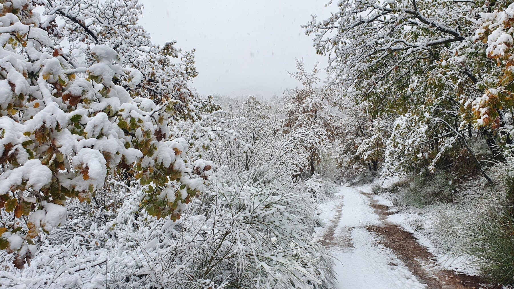 Il bosco innevato intorno a La Bandita